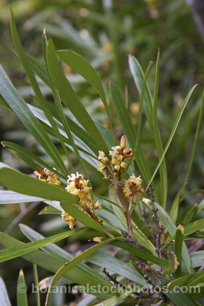 Toru (<i>Toronia toru [syn. Persoonia toru]) a 7-11m tall evergreen shrub or small tree and one of two members of the protea family native to New Zealand Found in the northern half of the North Island, its flowers are honey-scented. Order: Proteales, Family: Proteaceae