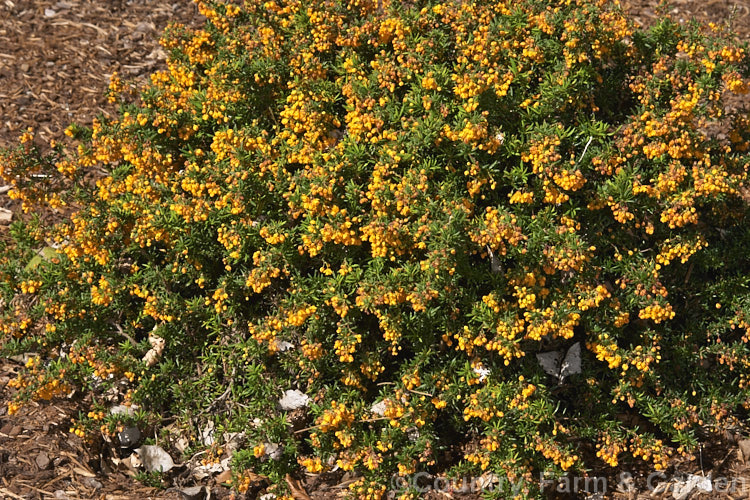 Berberis x stenophylla 'Corallina. Compacta' (<i>Berberis darwinii x Berberis empetrifolia</i>), an dwarf, orange-flowered cultivar of an evergreen, 19th century, British-raised hybrid between two. South American species. berberis-2186htm'>Berberis. Order: Ranunculales, Family: Berberidaceae