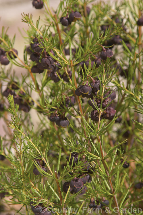 Brown Boronia (<i>Boronia megastigma</i>), a Western Australian evergreen shrub that grows to around 15m tall. The most heavily scented boronia, it is widely grown but usually short-lived. Order: Sapindales, Family: Rutaceae