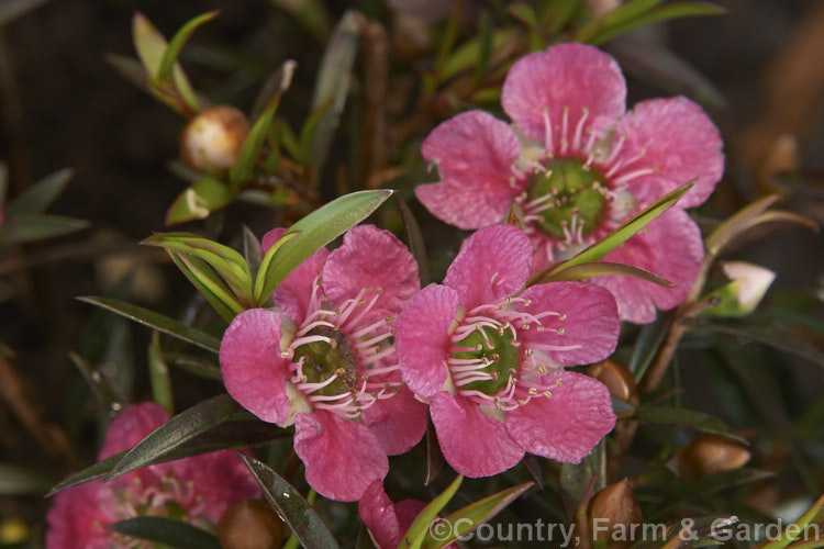 Leptospermum 'Merinda' (syn 'Bywong. Merinda'), a compact, long-blooming evergreen shrub with simple but very showy flowers. It is a Leptospermum spectabile hybrid raised by Peter Olerenshaw of Australia