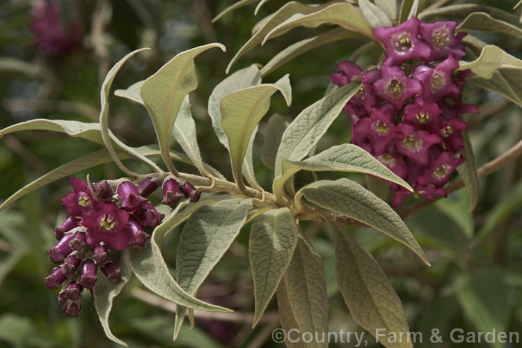 Buddleja fallowiana, a 5m tall, deciduous, summer-flowering shrub from Burma and western China, noted for its relatively large flowers and distinctive white to silver-grey-felted foliage. buddleja-2053htm'>Buddleja. <a href='scrophulariaceae-plant-family-photoshtml'>Scrophulariaceae</a>.