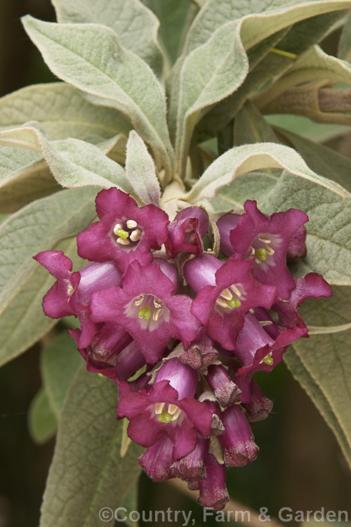 Buddleja fallowiana, a 5m tall, deciduous, summer-flowering shrub from Burma and western China, noted for its relatively large flowers and distinctive white to silver-grey-felted foliage. buddleja-2053htm'>Buddleja. <a href='scrophulariaceae-plant-family-photoshtml'>Scrophulariaceae</a>.