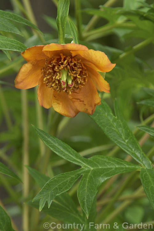 Paeonia potanini var. trollioides, a pale yellow- to orange-flowered variety of a normally maroon- or deep red-flowered stoloniferous tree peony native to western China. paeonia-2089htm'>Peony. <a href='paeoniaceae-plant-family-photoshtml'>Paeoniaceae</a>.