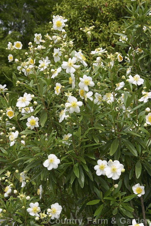 Tree Anemone (<i>Carpenteria californica</i>), an evergreen spring- to early summer-flowering shrub native to California. It grows to around 2m high and wide. Do not confuse with Carpentaria palm.  Order: Cornales, Family: Hydrangeaceae