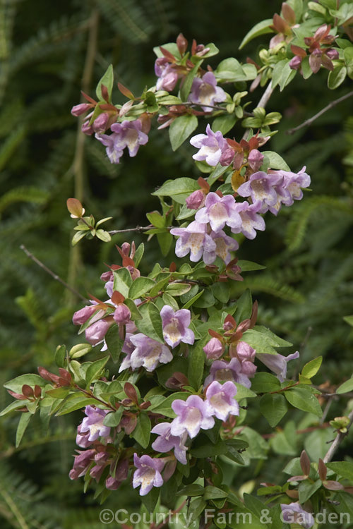 Linnaea parvifolia (syn. Abelia schumannii</i>), a near-evergreen, 2m tall shrub native to central China. It has a cascading growth habit, the young stems are purple-tinted and downy and the flowers are most abundant in summer and early autumn. Order: Dipsacales, Family: Caprifoliaceae