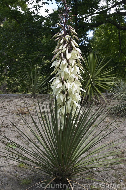 Yucca baccata subsp. thornberi, a subspecies of the Spanish Bayonet or Blue Yucca of the southwestern United States and northwestern Mexico. It differs from the species in that it lacks filament along its narrow leaves.