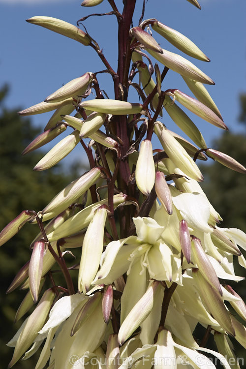 Yucca baccata subsp. thornberi, a subspecies of the Spanish Bayonet or Blue Yucca of the southwestern United States and northwestern Mexico. It differs from the species in that it lacks filament along its narrow leaves.