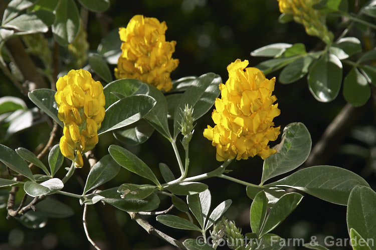 Moroccan Broom or Pineapple Broom (<i>Argyrocytisus battandieri [syn. Cytisus battandieri]), a deciduous or semi-evergreen shrub native to Morocco. It has silver-haired foliage, grows to around 4m tall and produces its fragrant flowerheads from mid-spring into summer. Order: Fabales, Family: Fabaceae