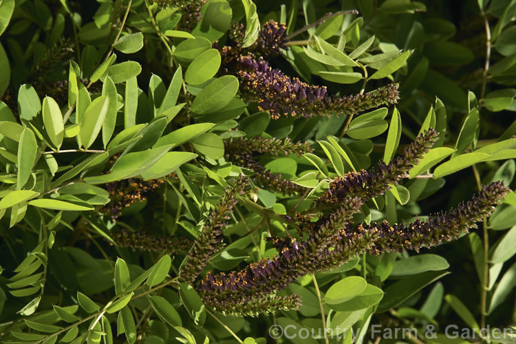 Bastard Indigo (<i>Amorpha fruticosa</i>), a summer-flowering North American deciduous shrub to 4m tall Its narrow, deep purple flower spikes are very distinctive. Order: Fabales, Family: Fabaceae