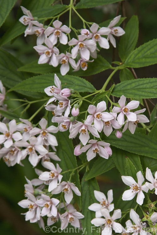 Deutzia longifolia, an early summer-flowering deciduous shrub native to western China. It grows to 2m tall and the flowers range from white to lavender pink. deutzia-2232htm'>Deutzia. <a href='hydrangeaceae-plant-family-photoshtml'>Hydrangeaceae</a>.