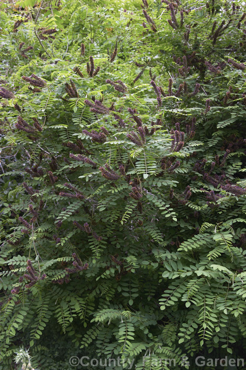 Bastard Indigo (<i>Amorpha fruticosa</i>), a summer-flowering North American deciduous shrub to 4m tall Its narrow, deep purple flower spikes are very distinctive. Order: Fabales, Family: Fabaceae