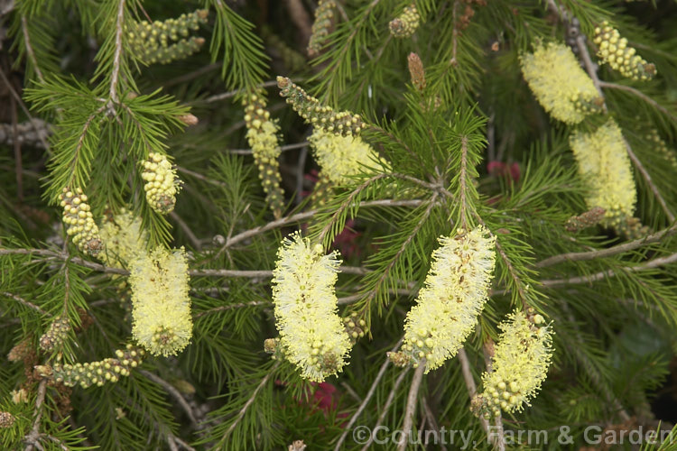 Alpine Bottlebrush or River Bottlebrush (<i>Melaleuca paludicola [syn. Callistemon sieberi]), a southeastAustralian shrub that is among the hardiest bottlebrush species. It often has a low, spreading habit but can grow to 2m tall melaleuca-2126htm'>Melaleuca. .