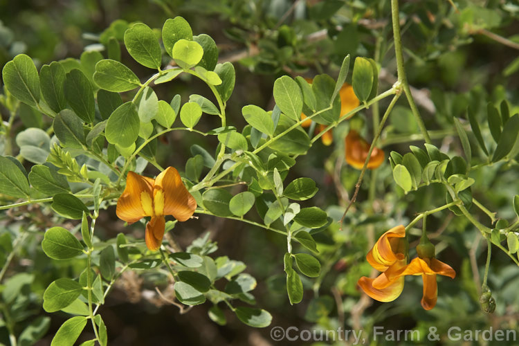 Siberian Pea. Tree (<i>Caragana arborescens [syn. Caragana boisii]), a deciduous shrub up to 6m high native to Siberia and Manchuria. It bears small yellow to orange pea-like flowers in spring and summer, followed by inflated seedpods. caragana-2640htm'>Caragana.