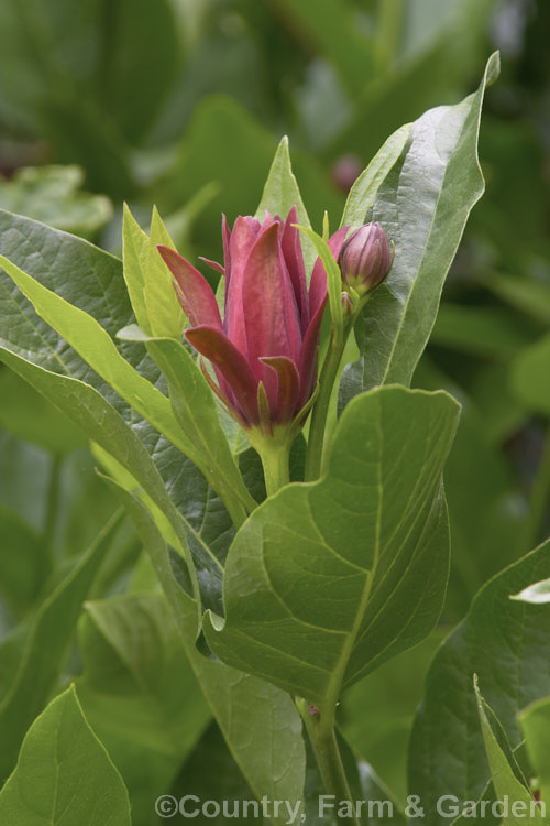 Carolina. Allspice or Strawberry Shrub (<i>Calycanthus floridus</i>), an aromatic summer-flowering deciduous shrub native to the southeastern United States. Despite appearances it is not very closely related to Magnolia. calycanthus-2631htm'>Calycanthus. <a href='calycanthaceae-plant-family-photoshtml'>Calycanthaceae</a>.