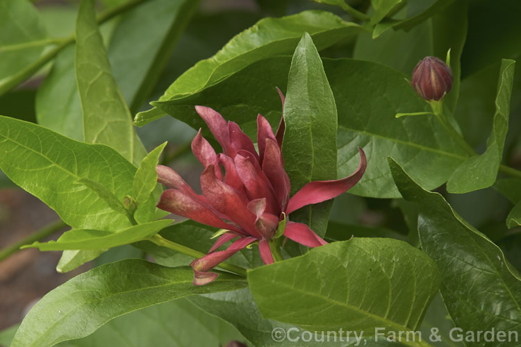 Carolina. Allspice or Strawberry Shrub (<i>Calycanthus floridus</i>), an aromatic summer-flowering deciduous shrub native to the southeastern United States. Despite appearances it is not very closely related to Magnolia. calycanthus-2631htm'>Calycanthus. <a href='calycanthaceae-plant-family-photoshtml'>Calycanthaceae</a>.