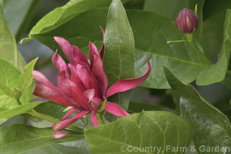 Carolina. Allspice or Strawberry Shrub (<i>Calycanthus floridus</i>), an aromatic summer-flowering deciduous shrub native to the southeastern United States. Despite appearances it is not very closely related to Magnolia. calycanthus-2631htm'>Calycanthus. <a href='calycanthaceae-plant-family-photoshtml'>Calycanthaceae</a>.