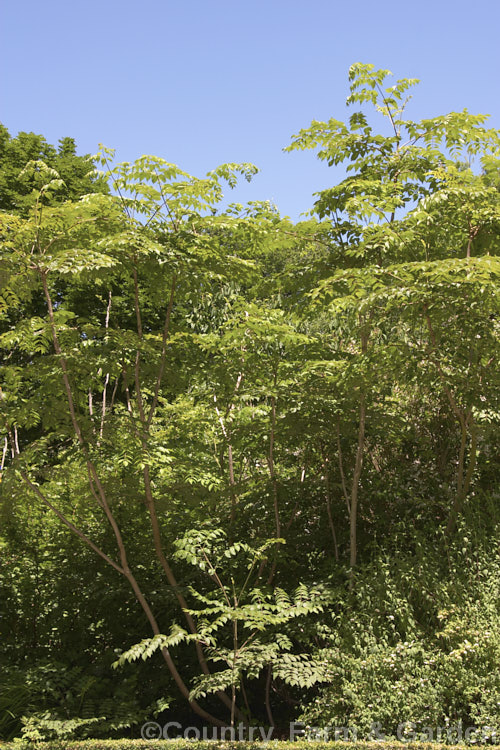 American. Angelica. Tree or Devil's Walking. Stick (<i>Aralia spinosa</i>), a clumping deciduous shrub or tree from eastern North America. It produces heads of white flowers in summer and has spiny stems and compound pinnate leaves to over 70cm long. Order: Apiales, Family: Araliaceae