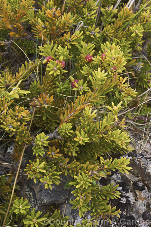 Mountain or Alpine Totara (<i>Podocarpus nivalis</i>), a low, spreading evergreen shrub native to the sub-alpine and alpine regions of New Zealand at 700-1500m altitude. Order: Araucariales, Family: Podocarpaceae