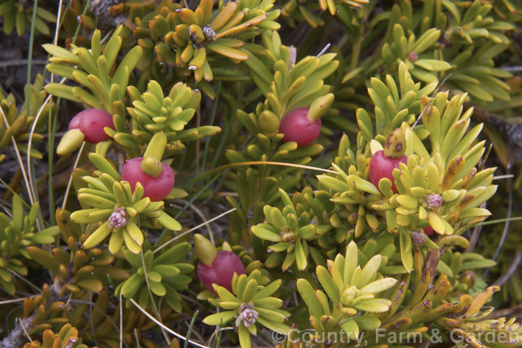 Mountain or Alpine Totara (<i>Podocarpus nivalis</i>), a low, spreading evergreen shrub native to the sub-alpine and alpine regions of New Zealand at 700-1500m altitude. Order: Araucariales, Family: Podocarpaceae