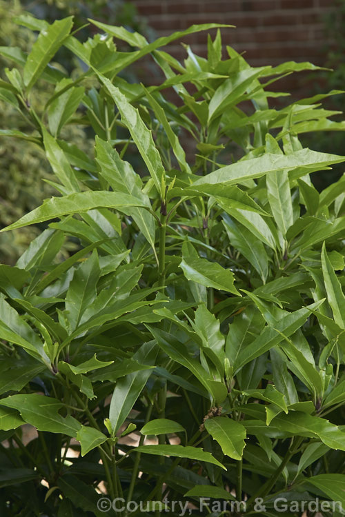 Aucuba japonica 'Salicifolia', often differing little from the typical female form of this Japanese evergreen shrub, the best forms of this cultivar have particularly narrow leaves. aucuba-2280htm'>Aucuba. <a href='garryaceae-plant-family-photoshtml'>Garryaceae</a>.