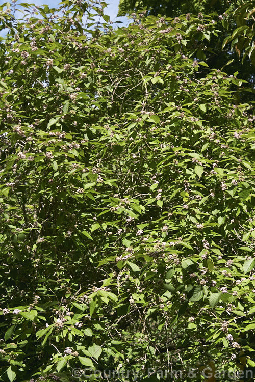 Callicarpa dichotoma 'Purpurea', a deep purple-fruited form of a normally lavender to light purple-fruited 12-2m high deciduous shrub native to Japan and nearby parts of China. callicarpa-2622htm'>Callicarpa.