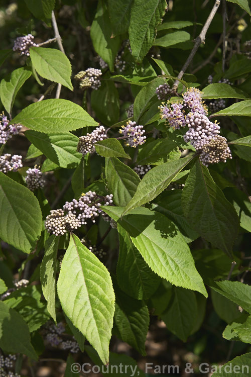 Callicarpa dichotoma 'Purpurea', a deep purple-fruited form of a normally lavender to light purple-fruited 12-2m high deciduous shrub native to Japan and nearby parts of China. callicarpa-2622htm'>Callicarpa.