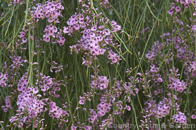 Pink Broom (<i>Carmichaelia carmichaeliae [syn. <i>Notospartium carmichaeliae</i>]), a near-leafless, 1.5-3m high shrub native to Marlborough, New Zealand. The summer-borne flowers are fragrant and very attractive to the small black New Zealand bees. Order: Fabales, Family: Fabaceae