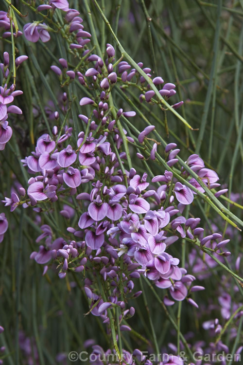 Pink Broom (<i>Carmichaelia carmichaeliae [syn. <i>Notospartium carmichaeliae</i>]), a near-leafless, 1.5-3m high shrub native to Marlborough, New Zealand. The summer-borne flowers are fragrant and very attractive to the small black New Zealand bees. Order: Fabales, Family: Fabaceae