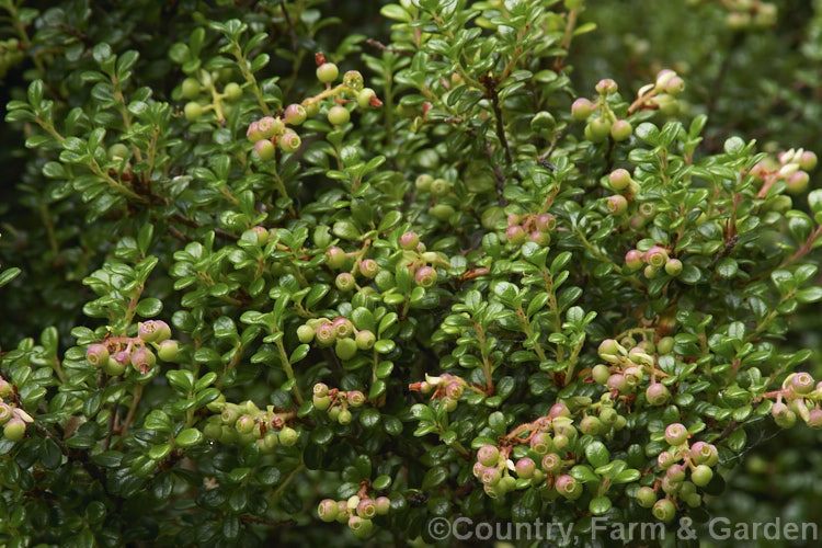 Delavay's Cranberry (<i>Vaccinium delavayi</i>) with unripe fruit. This 30-50cm high, evergreen shrub is native to southwest China. The berries are edible and are purple-black when ripe; they follow small pink-flushed cream flowers. vaccinium-2753htm'>Vaccinium. Order: Ericales, Family: Ericaceae