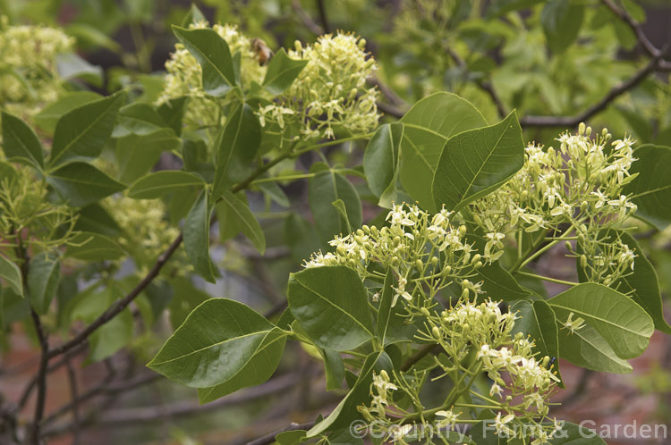 Hop. Tree, Stinking Ash or Water. Ash (<i>Ptelea trifoliata</i>), a deciduous, summer-flowering shrub or small tree native to the eastern and central United States. It grows to as much as 8m tall ptelea-2763htm'>Ptelea.