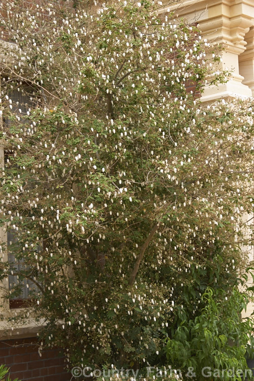 Powder. Puff. Tree or Snowflake. Acacia (<i>Calliandra portoricensis</i>), an evergreen, summer-flowering shrub or small tree to about 6m tall It is found from southern Mexico to Panama and in the West Indies. calliandra-2621htm'>Calliandra.