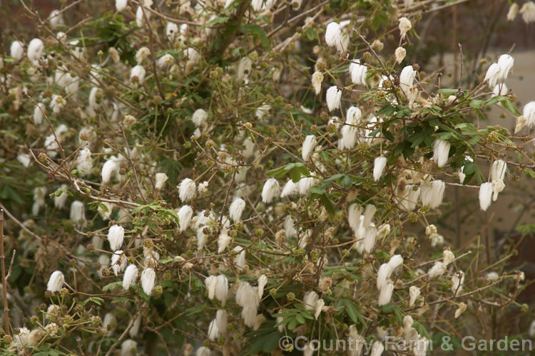 Powder. Puff. Tree or Snowflake. Acacia (<i>Calliandra portoricensis</i>), an evergreen, summer-flowering shrub or small tree to about 6m tall It is found from southern Mexico to Panama and in the West Indies. calliandra-2621htm'>Calliandra.