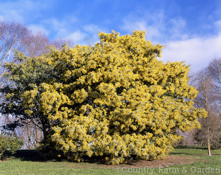 Cootamundra Wattle (<i>Acacia baileyana</i>), a bushy 5-8m tall tree native to south-eastern Australia. One of the most widely cultivated wattles, its flowers open from mid-winter and last well into spring. The ferny, silver-grey foliage is very distinctive. Order: Fabales, Family: Fabaceae