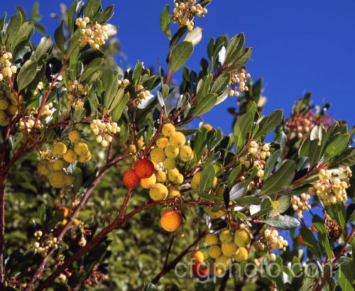 Strawberry Tree (<i>Arbutus unedo</i>), a large evergreen shrub or small tree found from Europe to western Asia. It has showy soft red fruit that follow its white flowers and a mature tree will carry both flowers and fruit over a long season. Order: Ericales, Family: Ericaceae