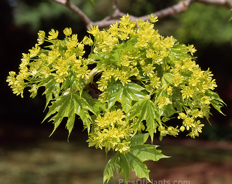 The young spring leaves and flowers of the Norway Maple (<i>Acer platanoides</i>), a deciduous 30m tree found in northern Europe and the Caucasus and naturalised in North America. Order Sapindales, Family: Sapindaceae