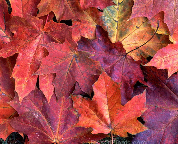 Fallen autumn leaves of <i>Acer platanoides</i> 'Schwedleri' (syn. <i>Acer platanoides</i> var. <i>schwedleri</i>), a cultivar of the Norway Maple that has purple-bronze foliage with rolled under (revolute</i>) margins. Order Sapindales, Family: Sapindaceae