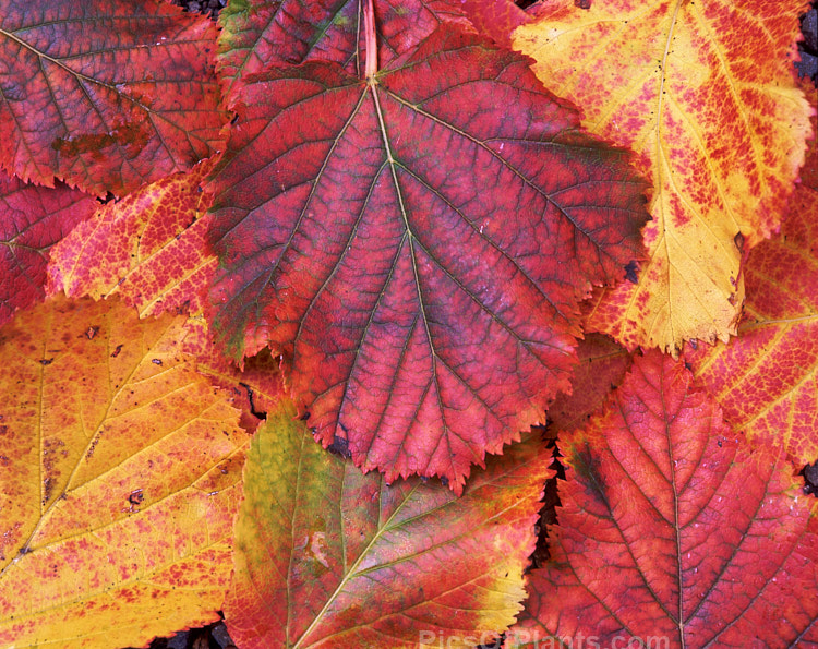 Fallen autumn leaves of the Tatarian Maple (<i>Acer tataricum</i>), a tree found over much of the temperate area of the northern hemisphere except western Europe. Order Sapindales, Family: Sapindaceae