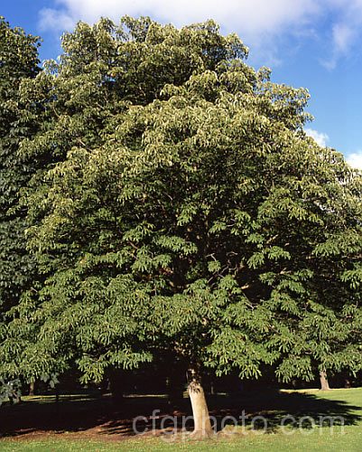 Sweet Buckeye or Yellow Buckeye (<i>Aesculus flava</i>), a North American tree that can grow to over 25m tall. The fruit is a hard brown nut in a smooth case. Order: Sapindales, Family: Sapindaceae