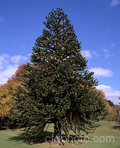 Monkey Puzzle Tree (<i>Araucaria araucana</i>), a conifer native to central Chile and northern Patagonia. It has stiff, sharply pointed triangular leaves and huge cones. So-named because its defences were thought likely to pose problems even for such an adept climber as a monkey. Order: Pinales, Family: Araucariaceae