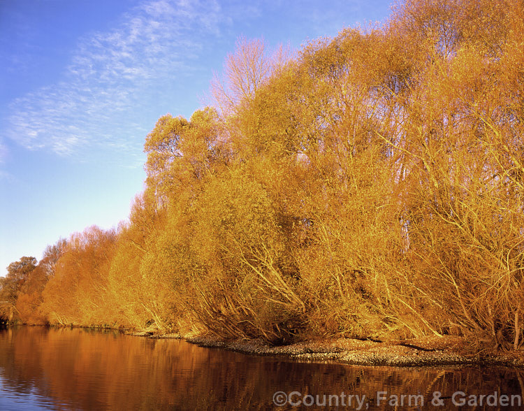 Riverside willows, mainly. Salix alba, in the last evening light of a late autumn day. Order: Malpighiales, Family: Salicaceae