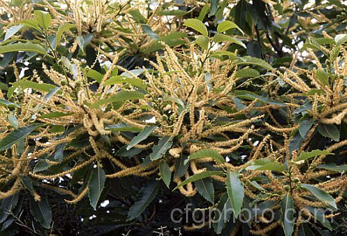 Edible Chestnut or Sweet Chestnut (<i>Castanea sativa</i>) in flower. Fruiting burrs follow, each of which contains 1-5 nuts. This 40m tall deciduous tree is native to southern Europe, North Africa and western Asia. castanea-2419htm'>Castanea. Order: Fagales, Family: Fagaceae