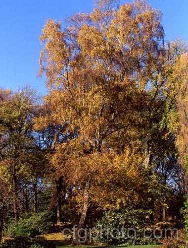 Paper. Birch, White Birch or Canoe. Birch (<i>Betula papyrifera</i>), a very hardy 30m tall deciduous tree native to northern North America and southern Greenland. Similar to the Eurasian. Betula pendula. betula-2077htm'>Betula. <a href='betulaceae-plant-family-photoshtml'>Betulaceae</a>.