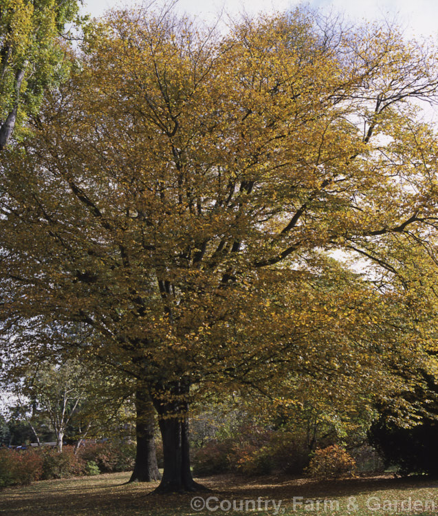 Common Hornbeam or European Hornbeam (<i>Carpinus betulus</i>) in autumn. This deciduous tree grows to as much as 20m tall and is found through much of Eurasia. There are many cultivated forms. Order: Fagales, Family: Betulaceae