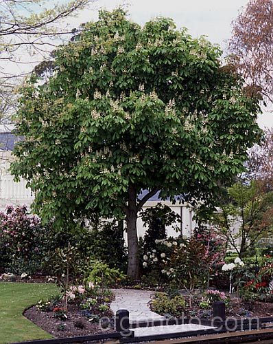 Horse Chestnut (<i>Aesculus hippocastanum</i>) in spring. This 15-25m tall tree from Greece, Albania and Bulgaria produces conical clusters of cream and pink flowers that develop into spiky fruiting bodies, each containing two hard nuts. Order Sapindales, Family: Sapindaceae