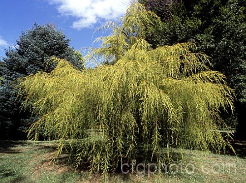 Hesperocyparis macrocarpa (syn. Cupressus macrocarpa</i>) 'Saligna Aurea', a yellow and green-foliaged strongly weeping form of the Monterey. Cypress, 20-45m tall coniferous tree native to California. Order: Pinales, Family: Cupressaceae