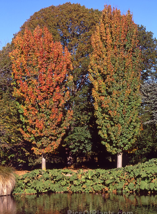 Two columnar cultivars of the Canadian, Red, Scarlet or Swamp Maple (<i>Acer rubrum</i>) in autumn. On the left is the slightly squatter and more brightly coloured 'Scanlon' and at right is the narrower 'Columnare'. Order Sapindales, Family: Sapindaceae