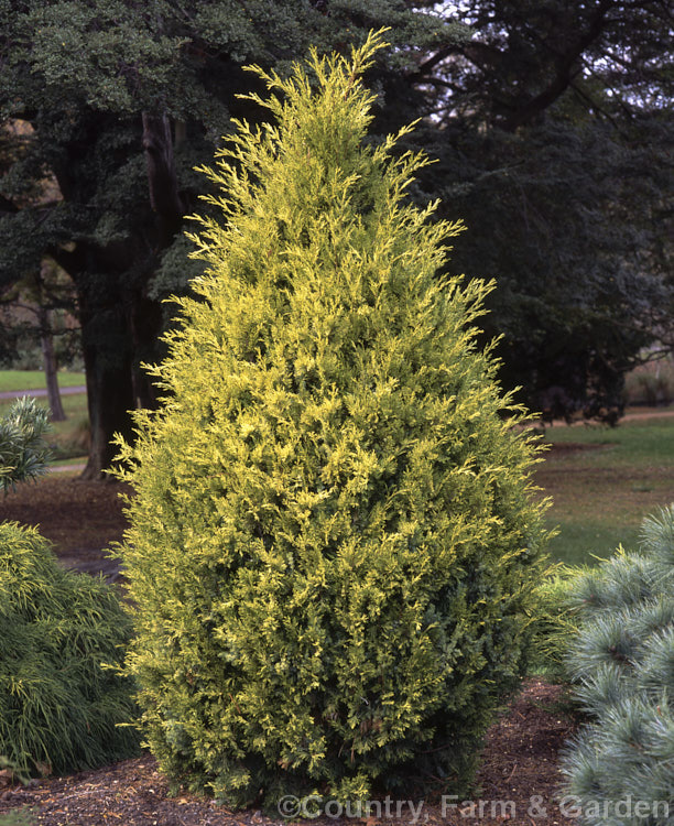 Juniperus chinensis 'Aurea', a conical gold-foliaged cultivar of the Chinese juniper, a native of China, Mongolia and Japan. It grows to the same height as the species, about 20m, but more slowly. Order: Pinales, Family: Cupressaceae