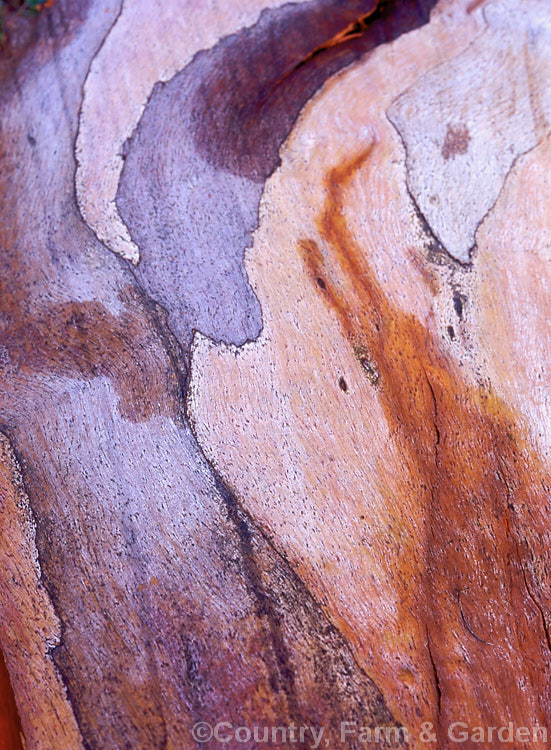 Bark of the Alpine Ash (<i>Eucalyptus delegatensis</i>), a 40-90m tall evergreen tree from southeastern Australia and Tasmania. This species, sometimes used for timber, can with great age develop a huge trunk. Order: Myrtales, Family: Myrtaceae