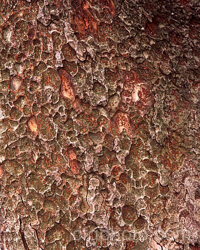 The bark of the Saw-leaf or Japanese Zelkova (<i>Zelkova serrata</i>), a 20-35m tall deciduous tree native to Japan, eastern China and Taiwan. Order: Rosales, Family: Ulmaceae