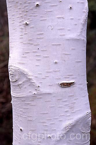 The bark of Betula utilis var. jacquemontii 'Silver Shadow', a near pure white-barked cultivar of the Kashmiri and central Nepalese form of the Himalayan birch. This cultivar is usually grafted onto Betula utilis stock. betula-2077htm'>Betula. <a href='betulaceae-plant-family-photoshtml'>Betulaceae</a>.